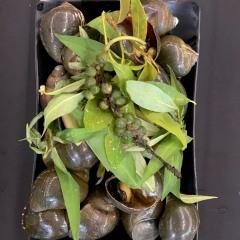 Ốc Bưu Hấp Sả